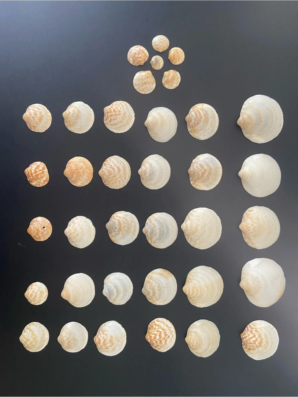 36 Pcs Natural Calico Scallop Seashells Craft Lot Home Decor